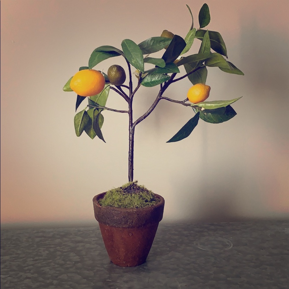 Lemon tree topiary